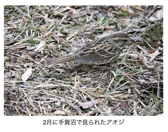 8/15　鳥のサイエンストーク「標識調査からわかったアオジの渡り経路」