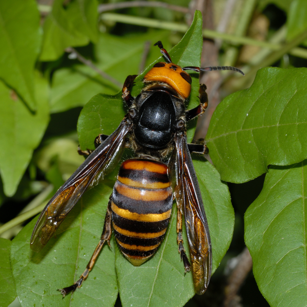 オオスズメバチ