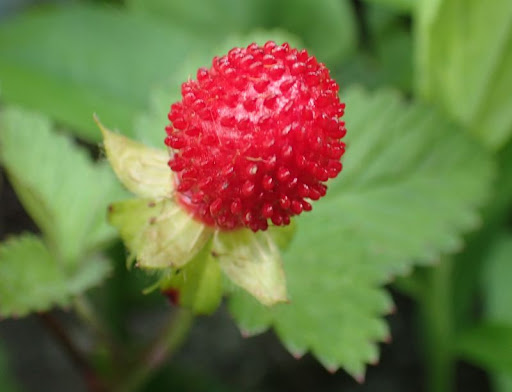 ヤブヘビイチゴ