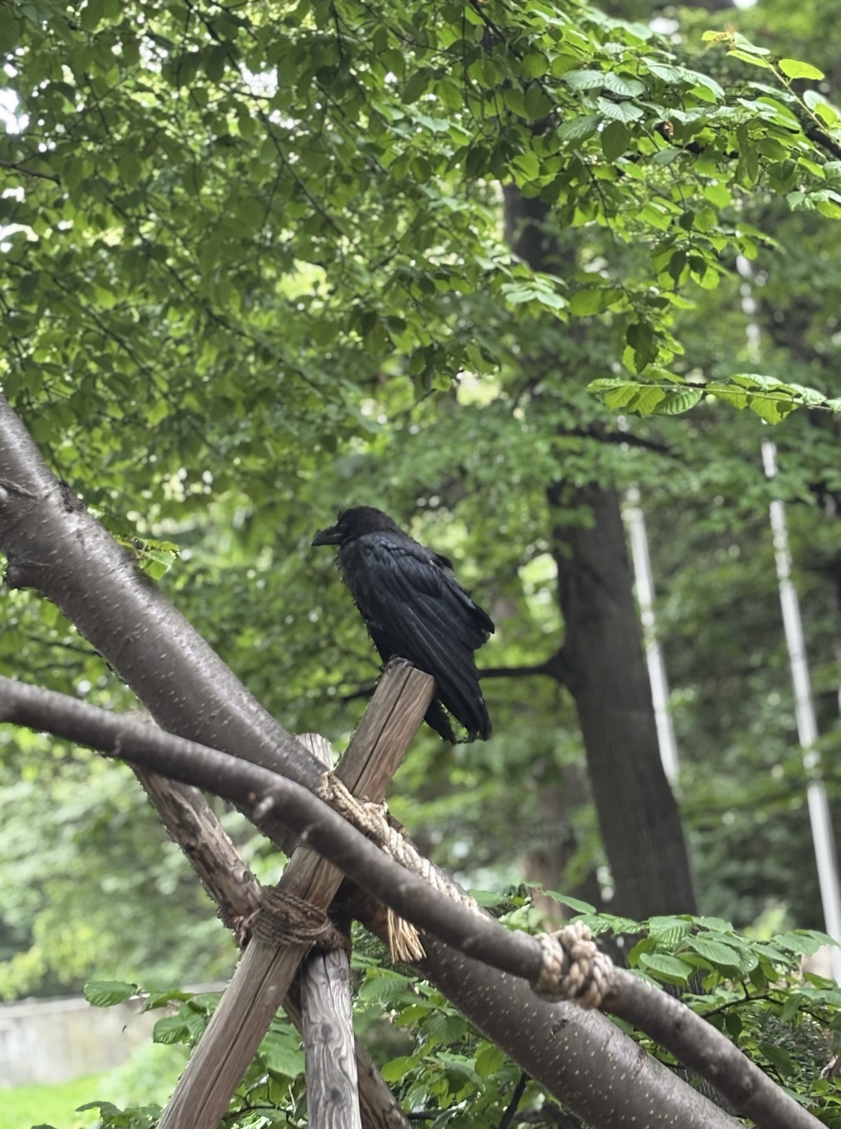 ハシブトガラス