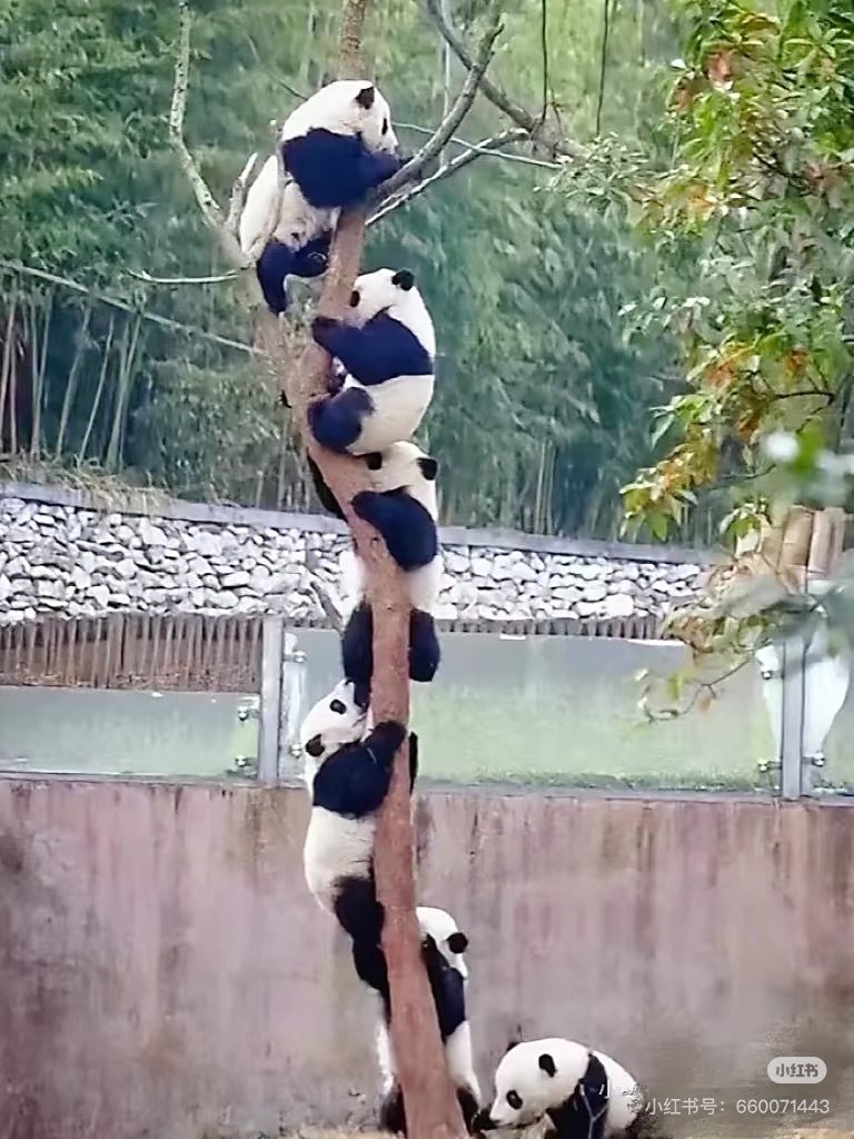 都江堰パンダ谷