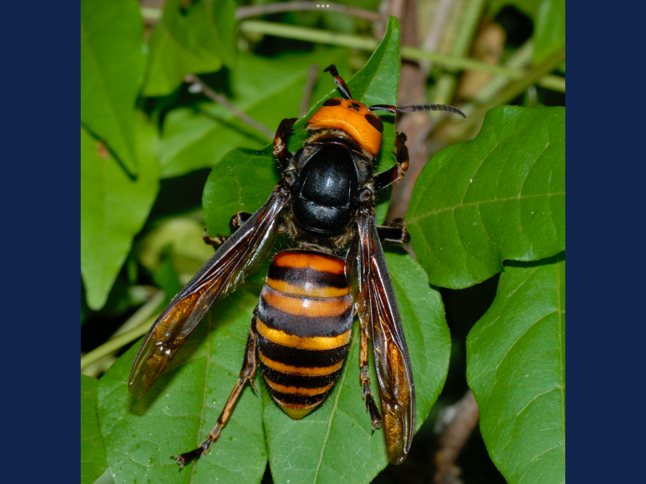 オオスズメバチ