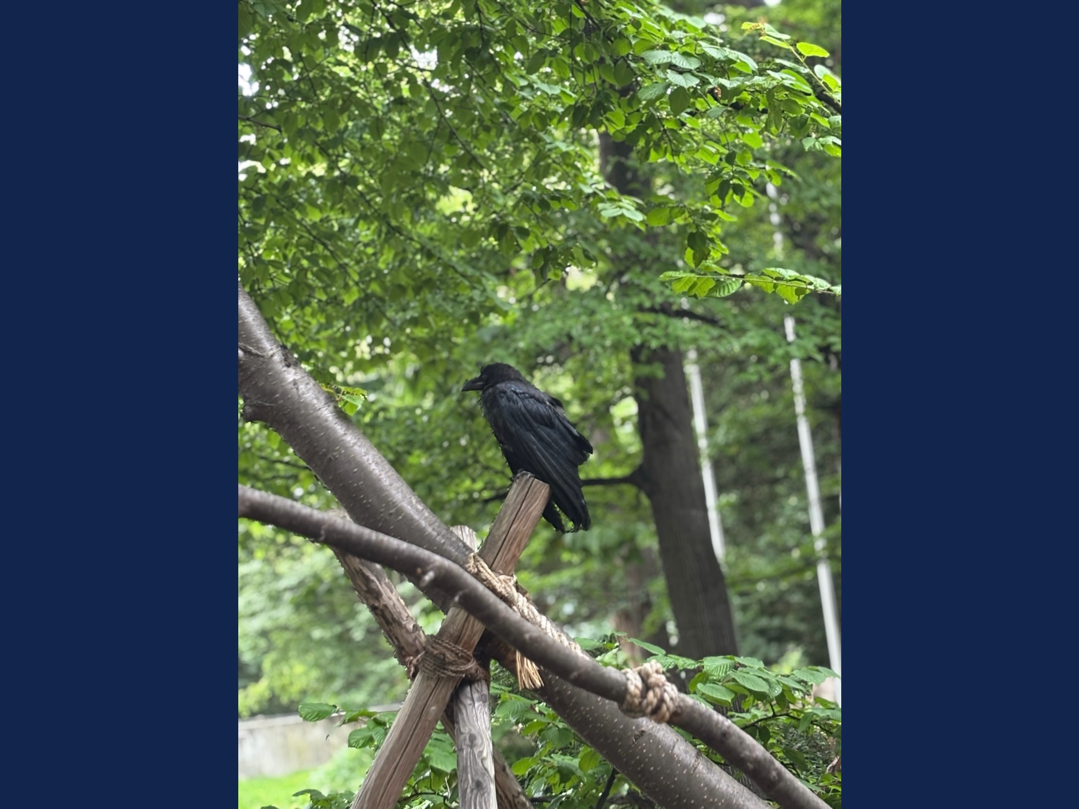 ハシブトガラス