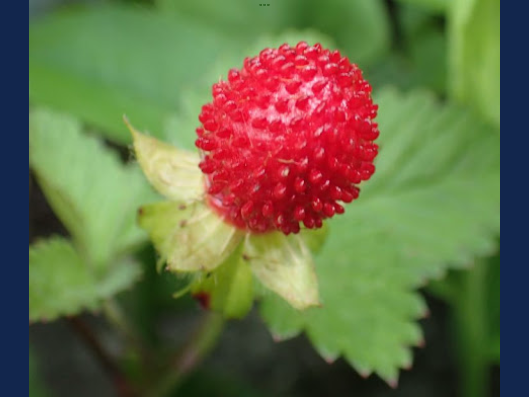 ヤブヘビイチゴ