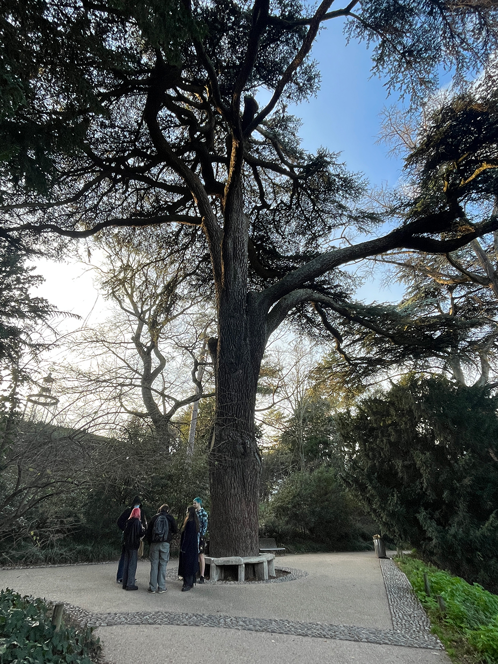 フランス最古のレバノン杉