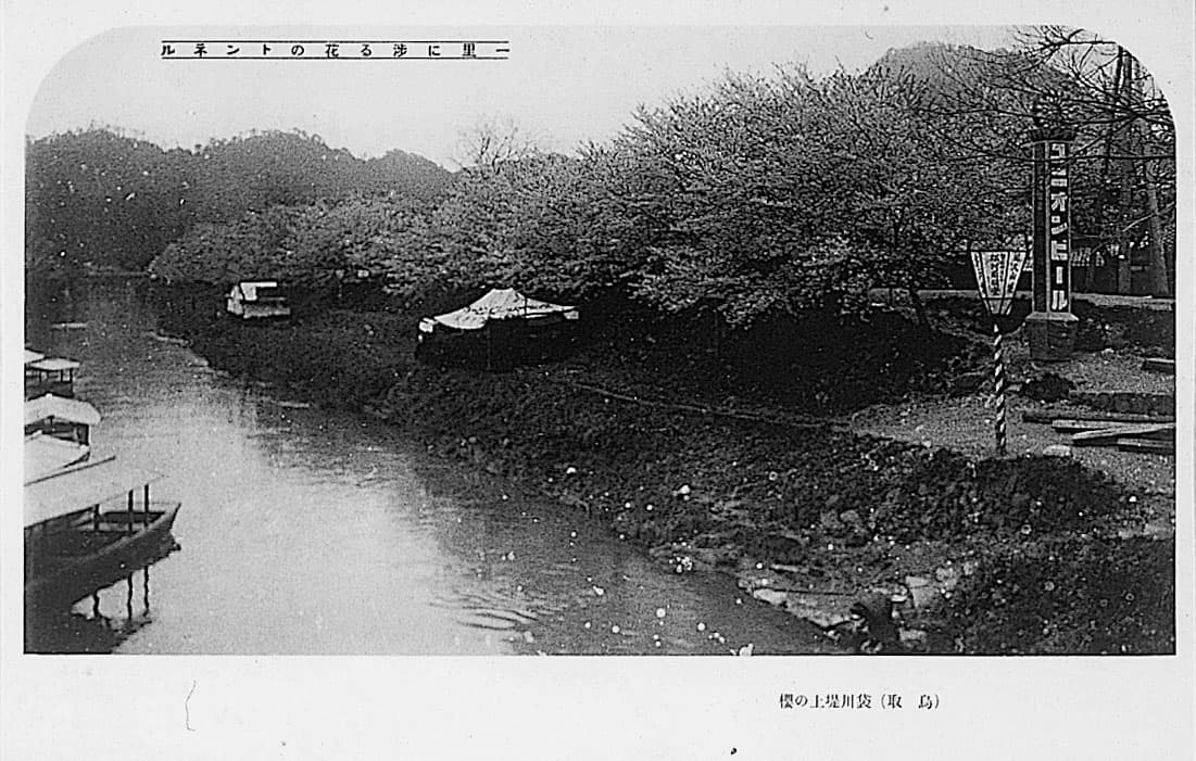 一里に渉る花のトンネル（鳥取）袋川堤上の桜's image 1