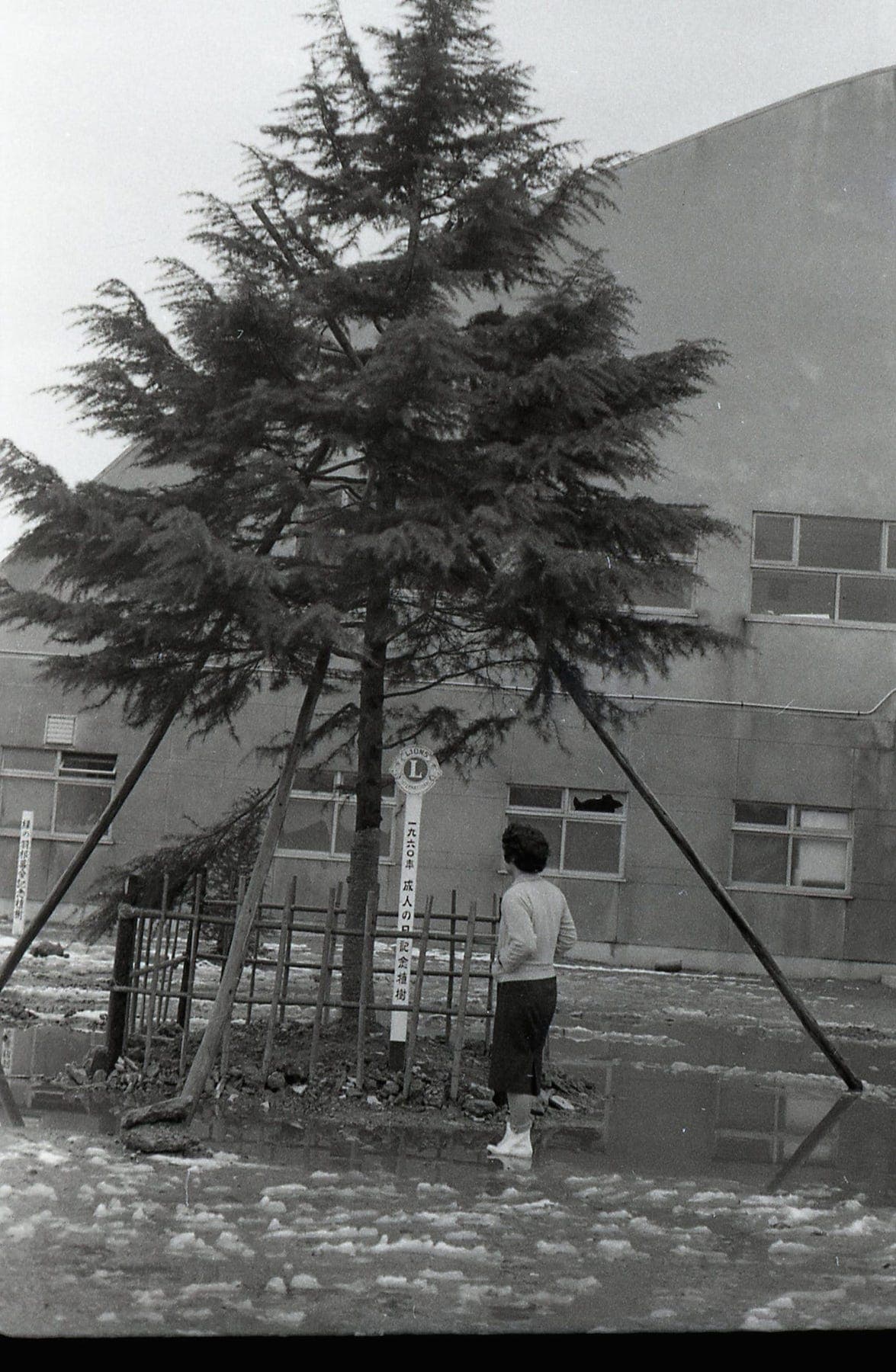 成人の日記念植樹's image 1
