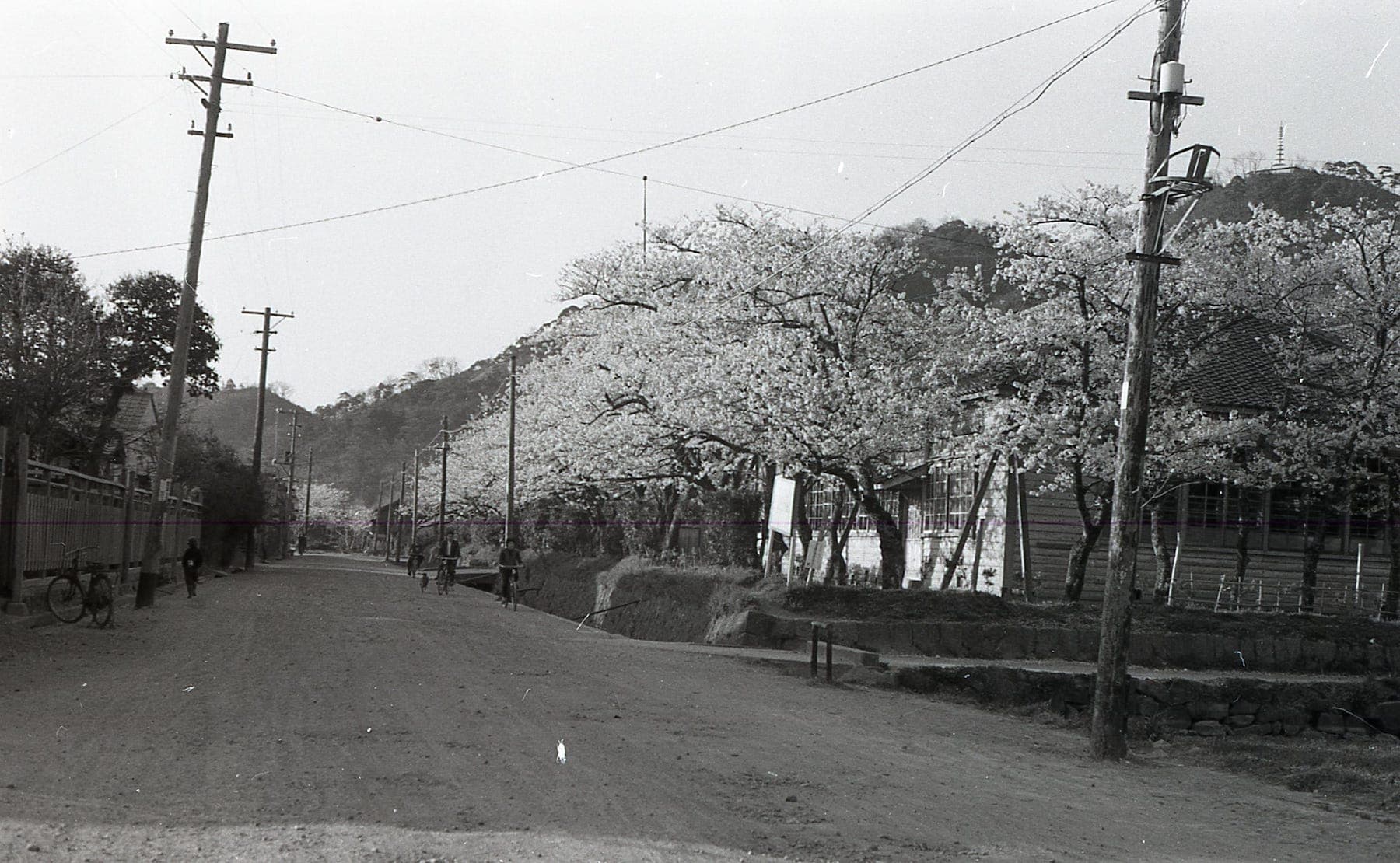 鳥取市立北中学校前の桜並木's image 1